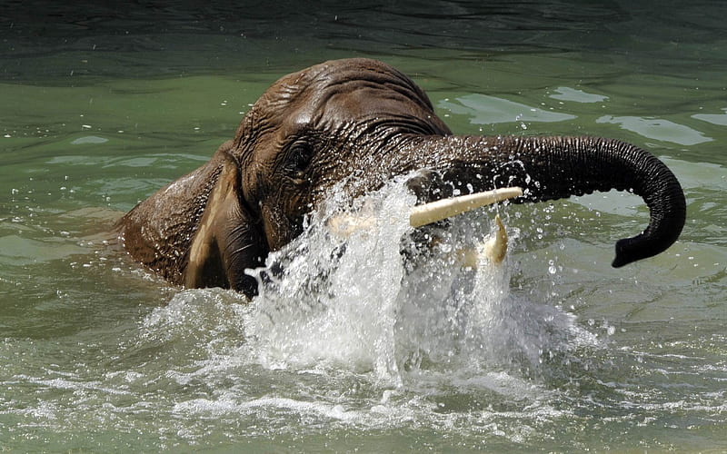 elephant tusks water spray-Animal, HD wallpaper