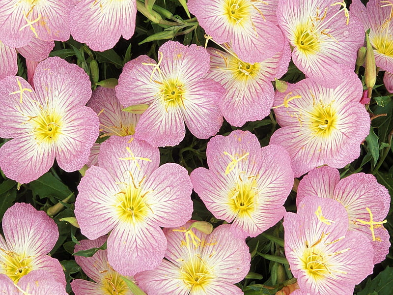 Evening Primrose, primrose, pretty, pale, flowers, nature, evening, pink, HD wallpaper