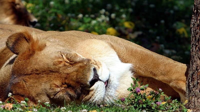 Take a nap, wild, beauty, nature, sleeping, lion, animals, untouch, HD wallpaper