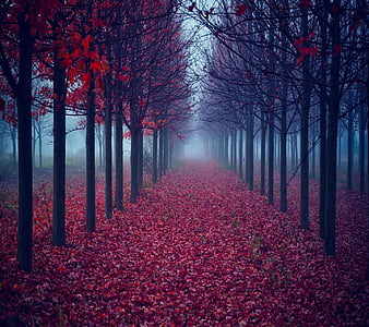Red leaves road, bonito, cute, look, nice, HD phone wallpaper | Peakpx
