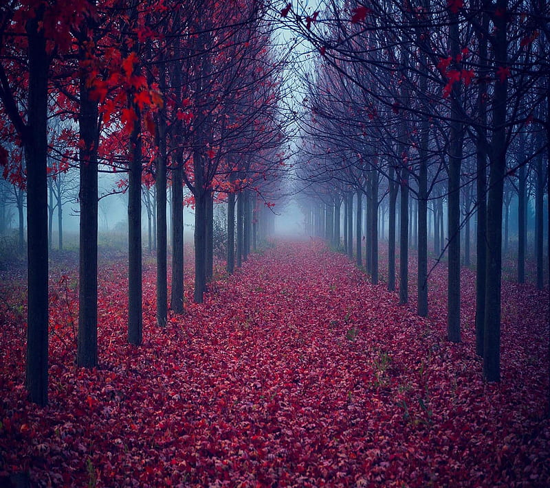 Red leaves road, bonito, cute, look, nice, HD wallpaper | Peakpx