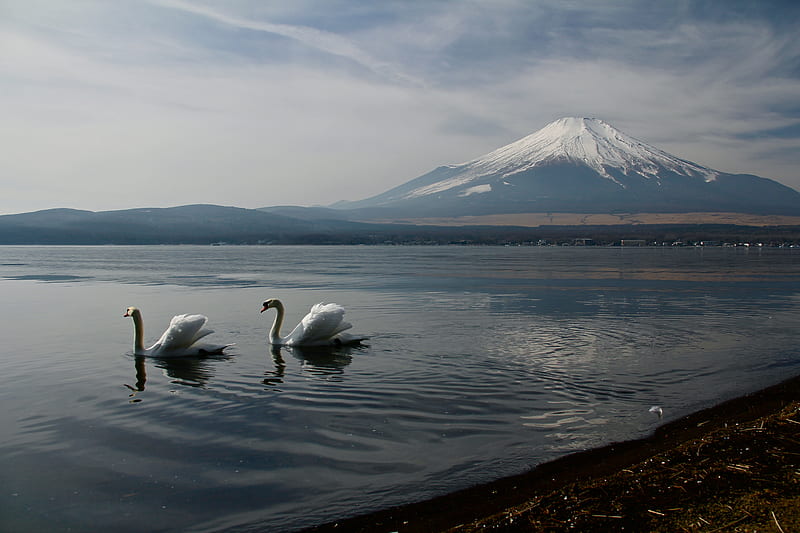 Mount Fuji Landscape View Ducks , mount-fuji, mountains, nature, landscape, duck, HD wallpaper