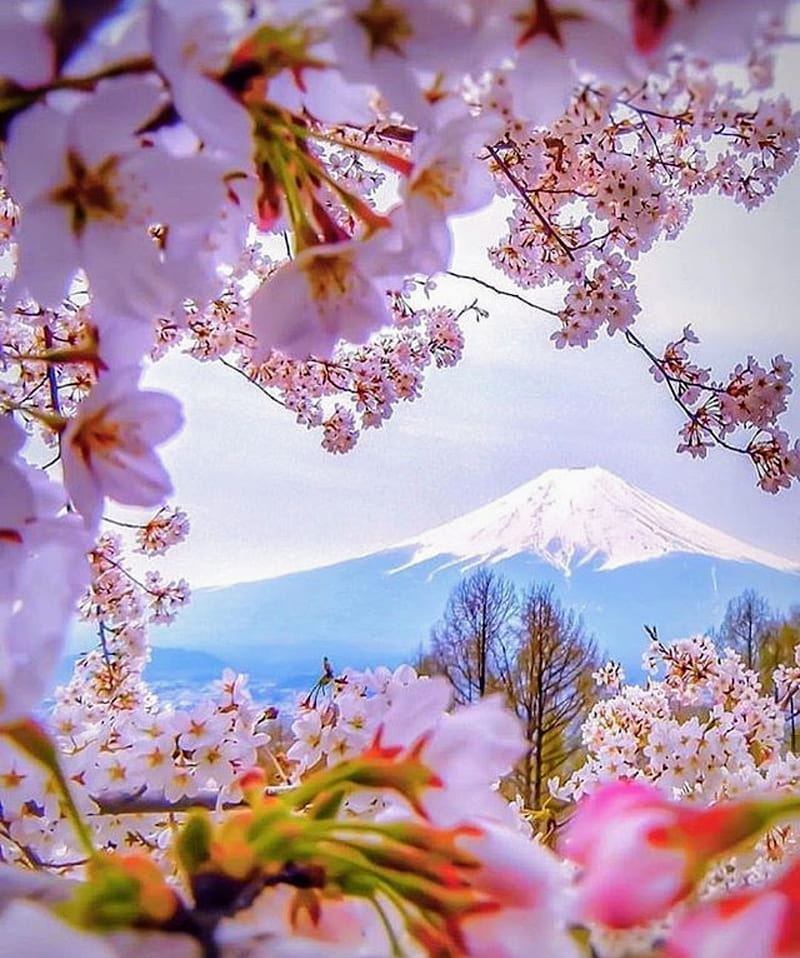 Spring In Fiji Bonito Cherry Blossom Good Good Morning Japan Morning Mt Fiji Hd Phone
