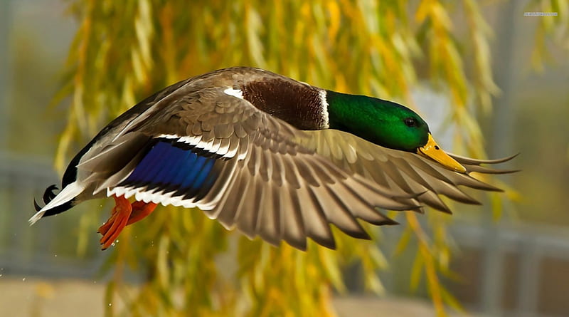 Mallard in flight, Ancestor of most breeds of domestic duck, subfamily Anatidae, Wild duck, Dabbling duck, HD wallpaper