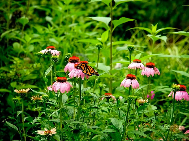 Monarch Butterfly & Coneflowers, butterfly, coneflowers, summer, flowers, monarch, HD wallpaper