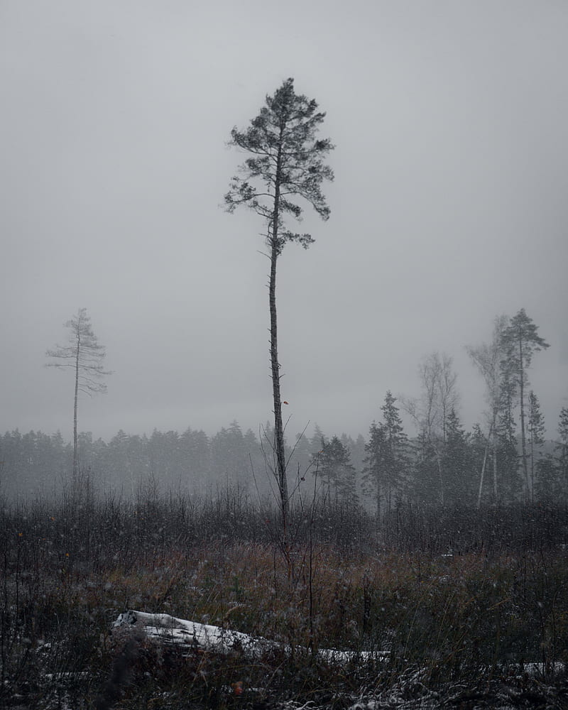 tree, pine, snowfall, winter, nature, HD phone wallpaper