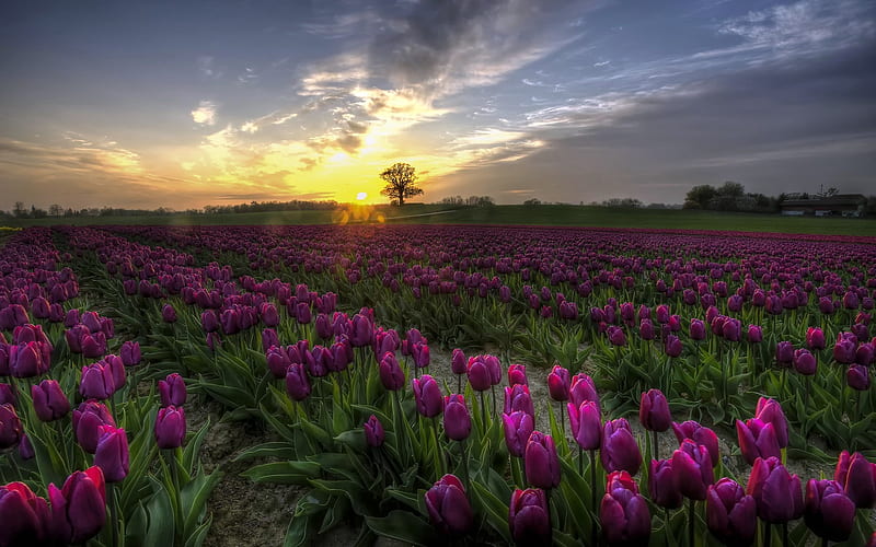 Denmark Land, Tulips, Denmark, Sky, Flowers, Sunset, HD wallpaper | Peakpx