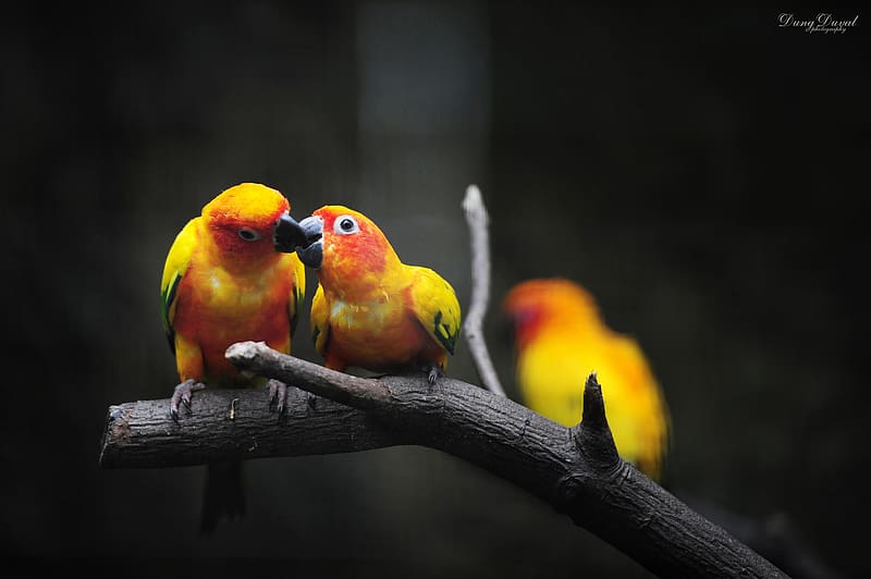 Birds, Animal, Sun Parakeet, HD wallpaper