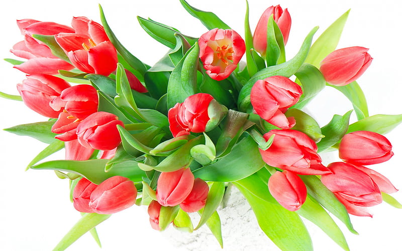 red tulips on a white background, white flowers, a bouquet of red tulips, background with tulips, spring flower background, tulips, HD wallpaper