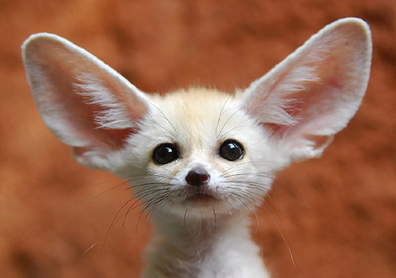 A sweet pet for my lovely Sister Ayeshaflay :), fennec, large ears, fox, listening, HD wallpaper