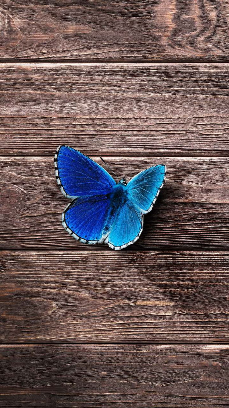 butterfly, blue, nature, HD phone wallpaper