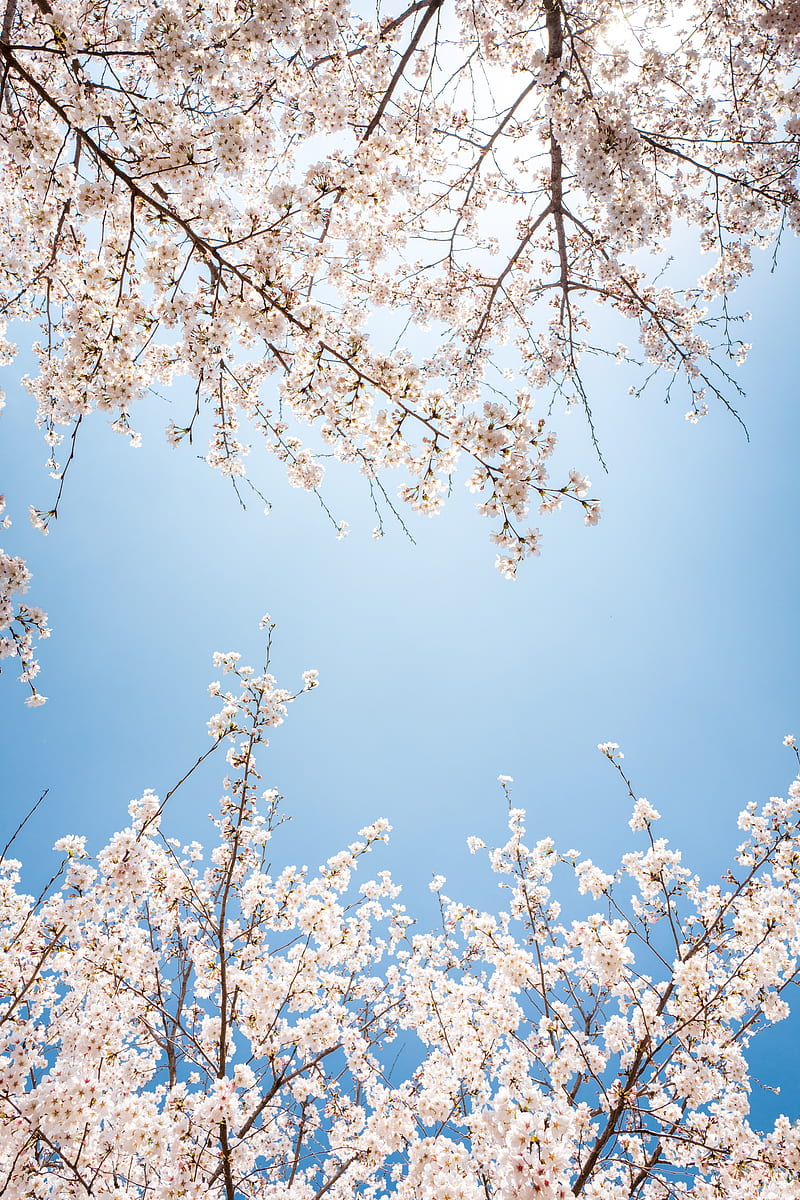 branch, bloom, flowers, sky, HD phone wallpaper
