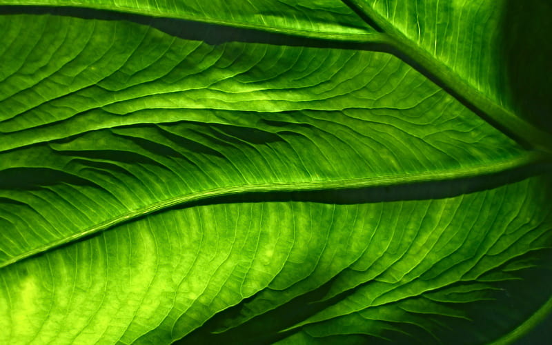 green leaf texture, plant, macro, green leaf background, ecology, leaf textures, green backgrounds, texture of leaf, leaf texture, HD wallpaper