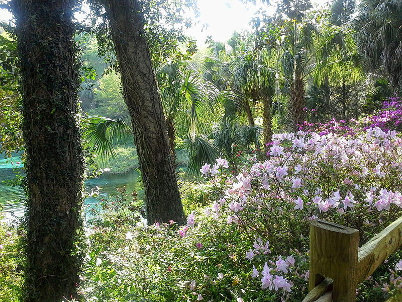 Palms and Azaleas, beauty, florida, flowers, pink, spring, HD wallpaper