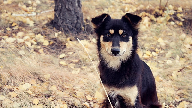 Cute Mongrel, cute, look, lovely, pose, black, dog, mongrel, HD wallpaper