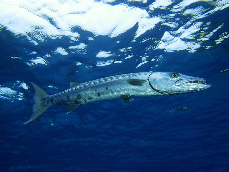 great barracuda finding nemo