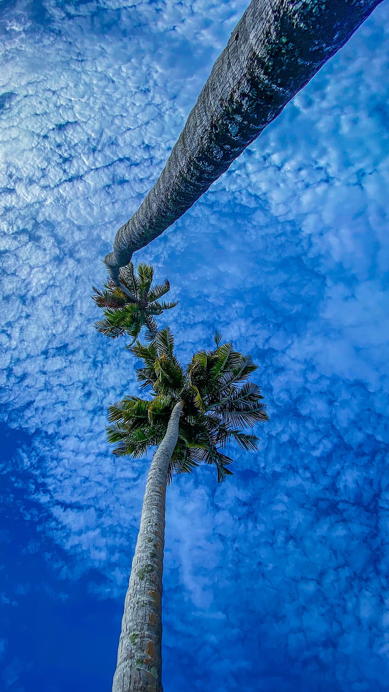 palms, branches, sky, bottom view, HD phone wallpaper