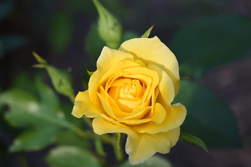 Yellow rose in bloom during daytime, HD wallpaper | Peakpx