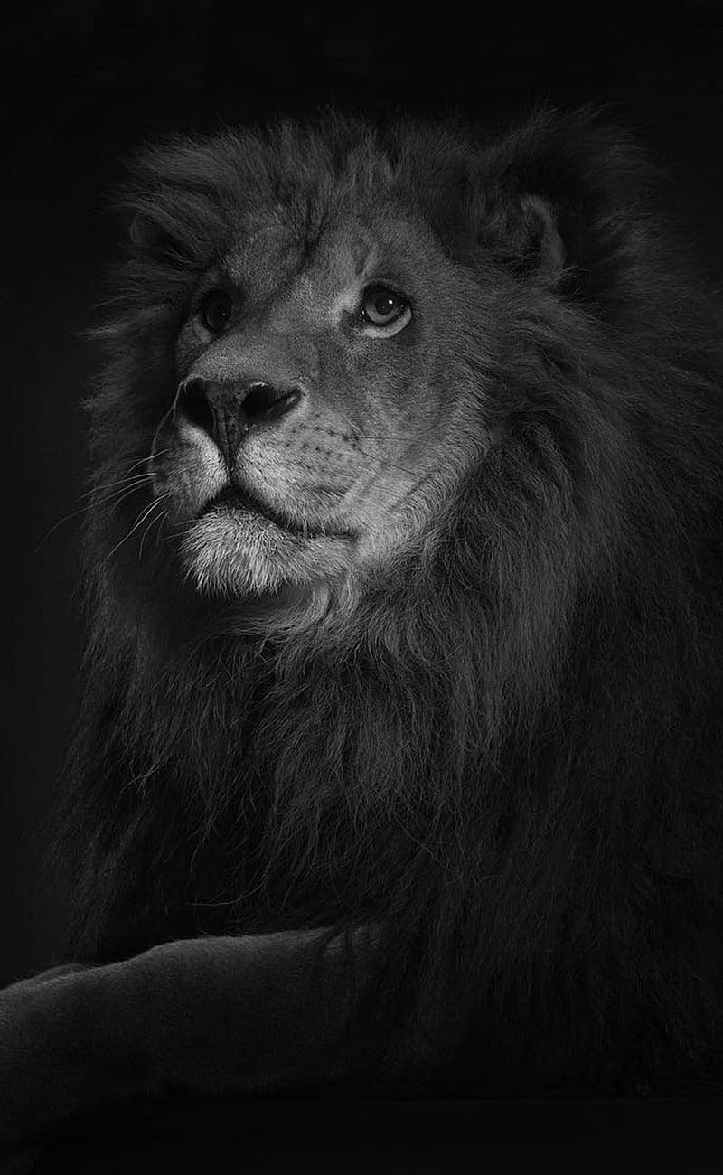Lion King, black, face king, land, lion, lions, tired, HD phone wallpaper