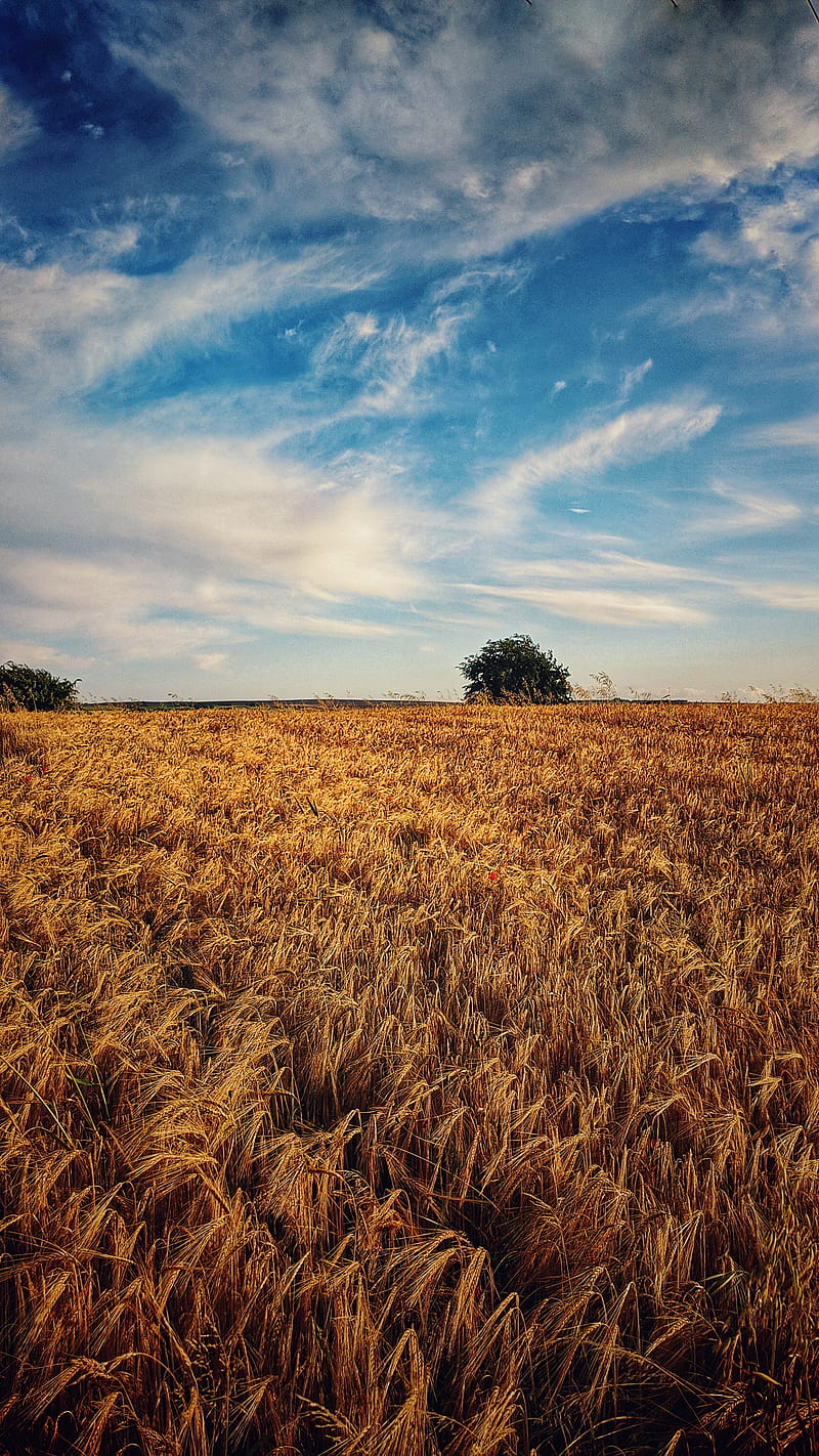 Wheaty Wednesday, british countryside, countryside, farmland farming, field, harvest, landscape, rural, sunny, wheat, HD phone wallpaper