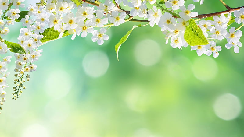 White cherry blossoms, Spring, Tree, Flowers, Nature, HD wallpaper