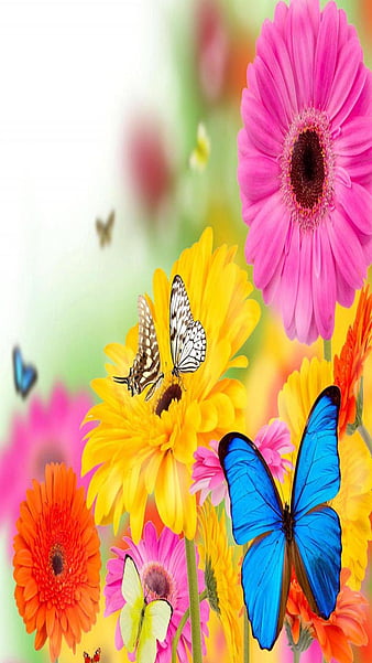Gerberas Butterflies, look, nice, HD phone wallpaper | Peakpx