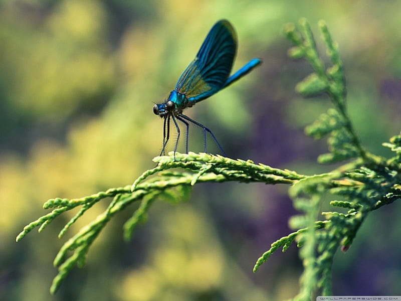 BLUE DRAGONFLY bugs, close up, green, ferns, macro, nature, wild animals,  insects, HD wallpaper | Peakpx