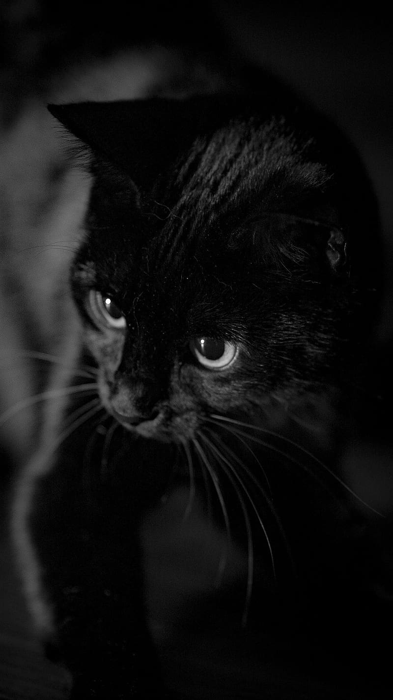 Full Black Colour Cat, full black colour, cat, HD phone wallpaper | Peakpx