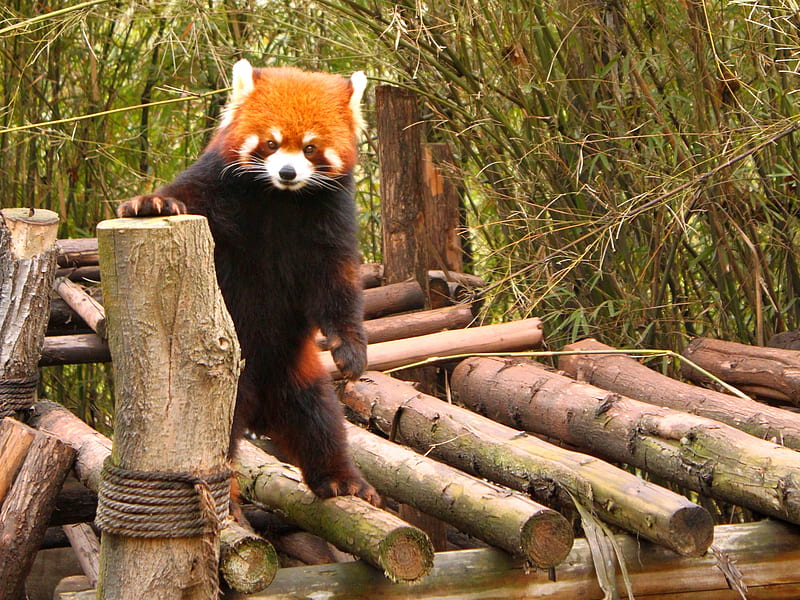 baby red panda wallpaper
