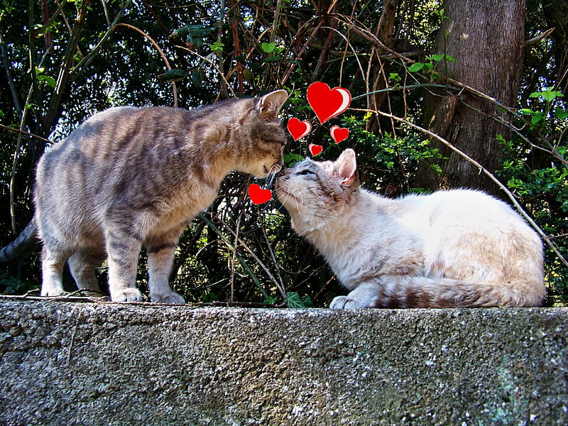 Kitty kiss