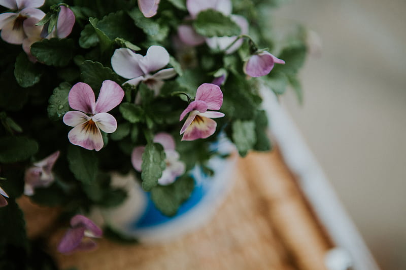 Purple flowers on blue ceramic vase, HD wallpaper | Peakpx