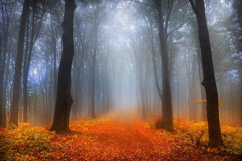 Autumn, forest, fall, foggy, woods, trees, fog, mist, splendor, autumn colors, path, nature, misty, HD wallpaper