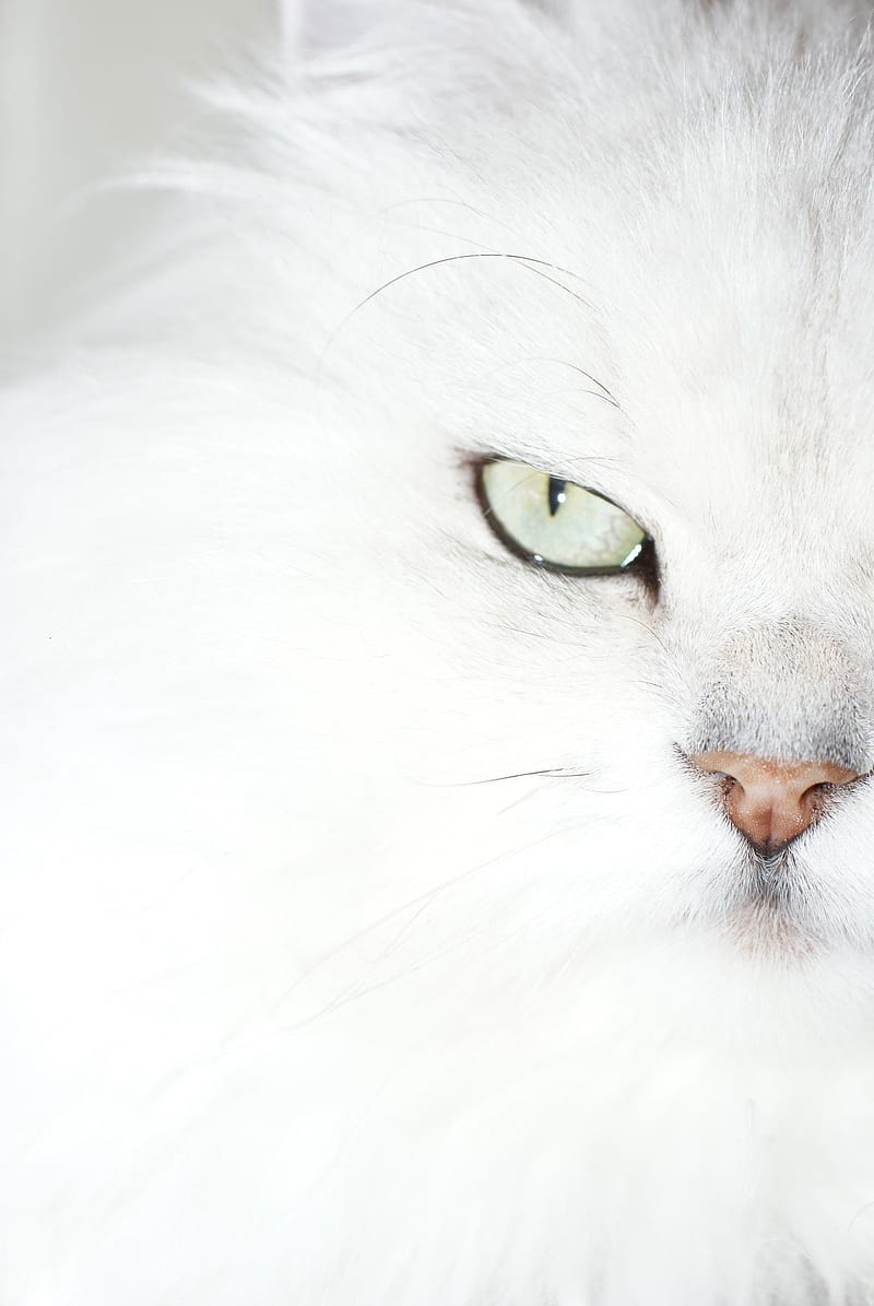 White Cat, cats, chinchilla persian, closeup, cute, kittens, love, persian,  HD phone wallpaper | Peakpx