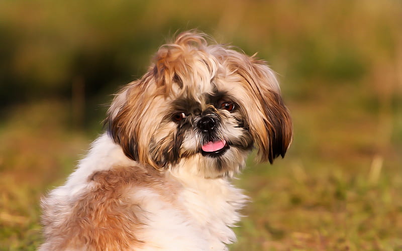 Shih Tzu, little cute dog, art, pets, dogs, ancient breeds of dogs, HD ...