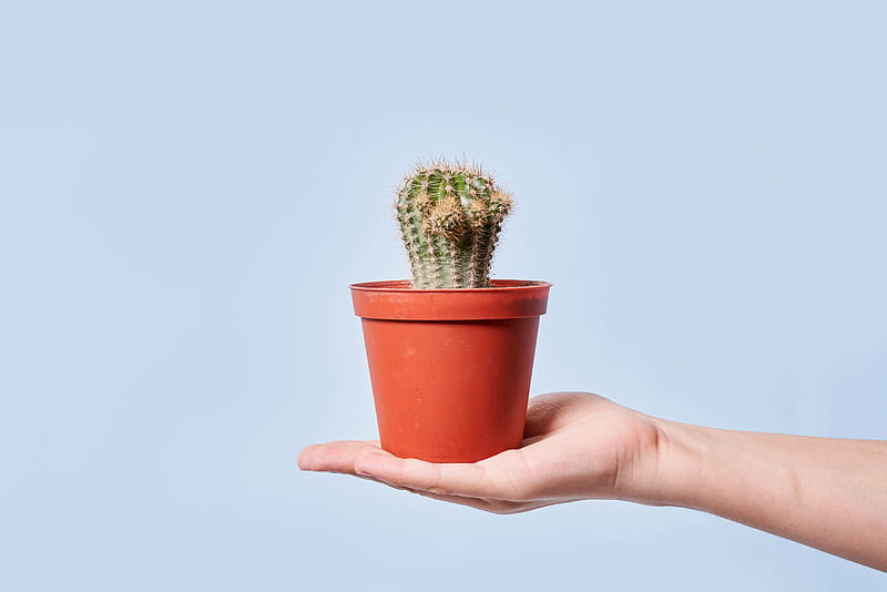 cactus, plant, pot, hand, HD wallpaper