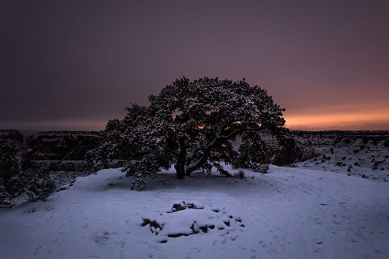 tree, snow, winter, night, snowy, sky, HD wallpaper