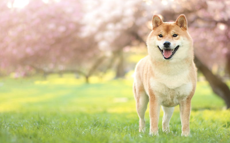 Akita Inu, lawn, pets, dogs, spring, cute animals, Akita Inu Dog, HD wallpaper