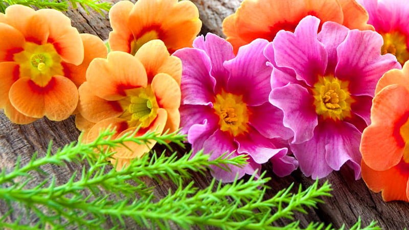 Orange And Pink Flowers Pink, HD wallpaper