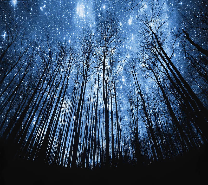 Forest Stars, night, sky, star, tree, HD wallpaper