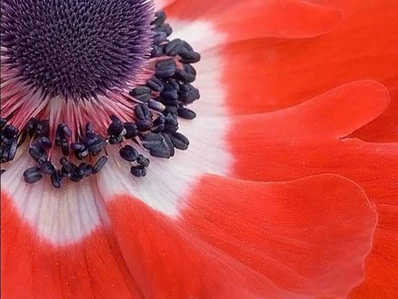 anemone, flower, red, middle, macro, HD wallpaper