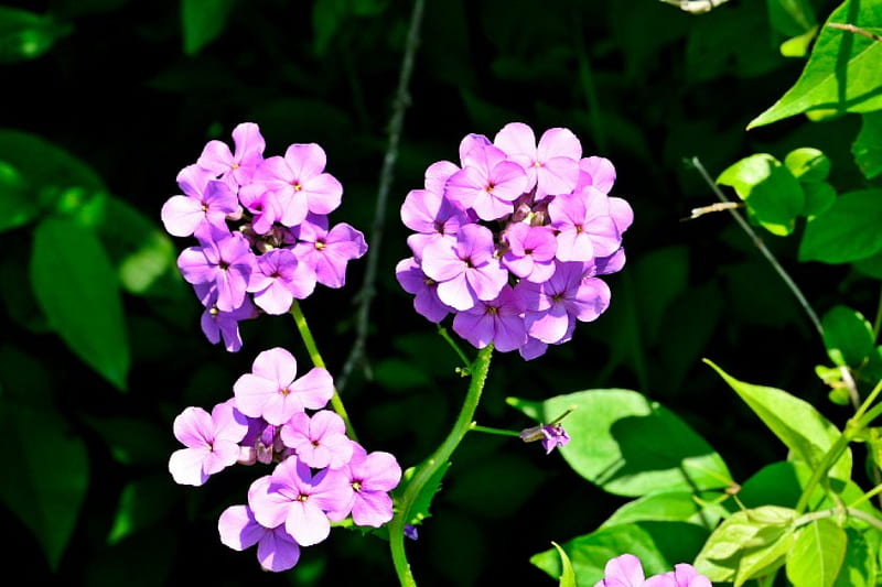 Purple Passion, purple flowers, purple, spring flowers, HD wallpaper