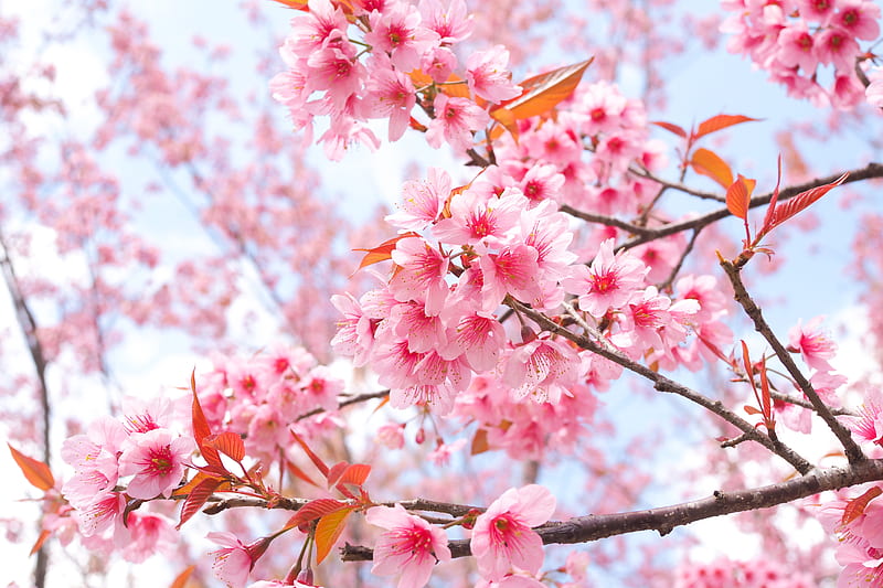 Sakura flowers or Cherry blossoms in full bloom on a pink background and  backdrop, copy space for text, good as banner and wallpaper, season  greetings, and other design material. 23522981 Stock Photo