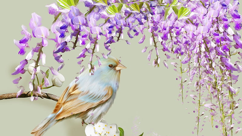 Wisteria Lane, apple tree, bird, summer, flowers, blossoms, firefox persona, wisteria, HD wallpaper