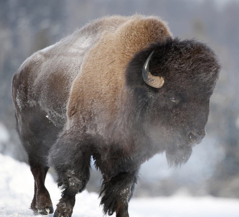 Bison, buffalo, american, big, HD wallpaper