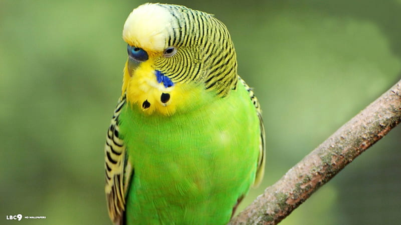Budgie, And, Yellow, Green, HD wallpaper