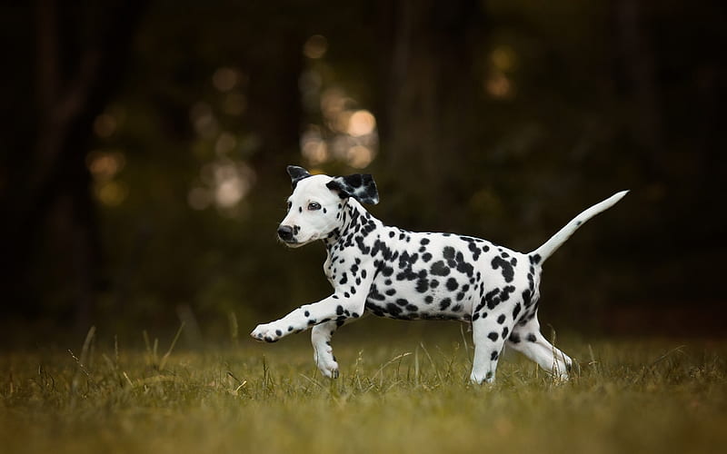 Dalmatians, little puppy, cute little dog, pets, puppies, dogs, HD wallpaper