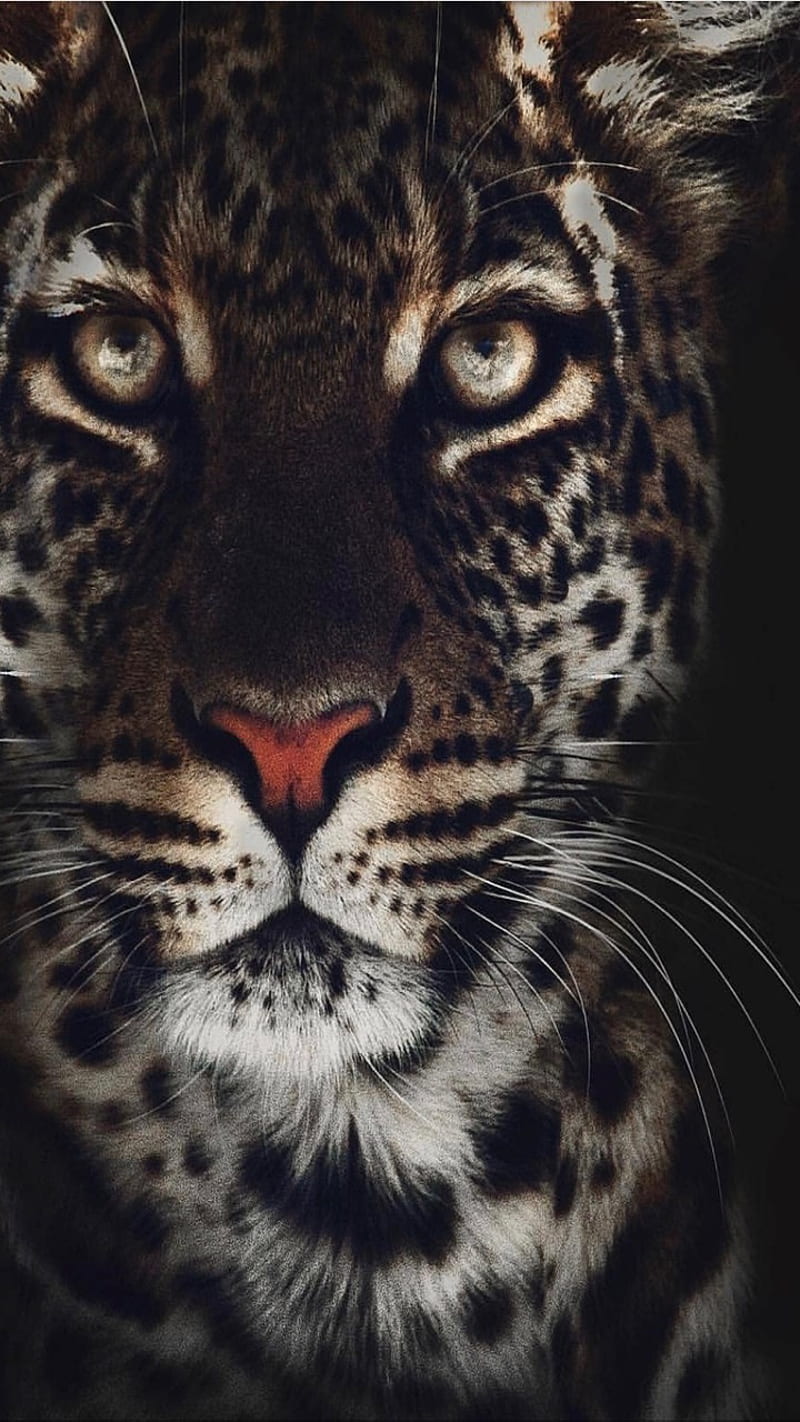 shadow, leopard, jungle, HD phone wallpaper