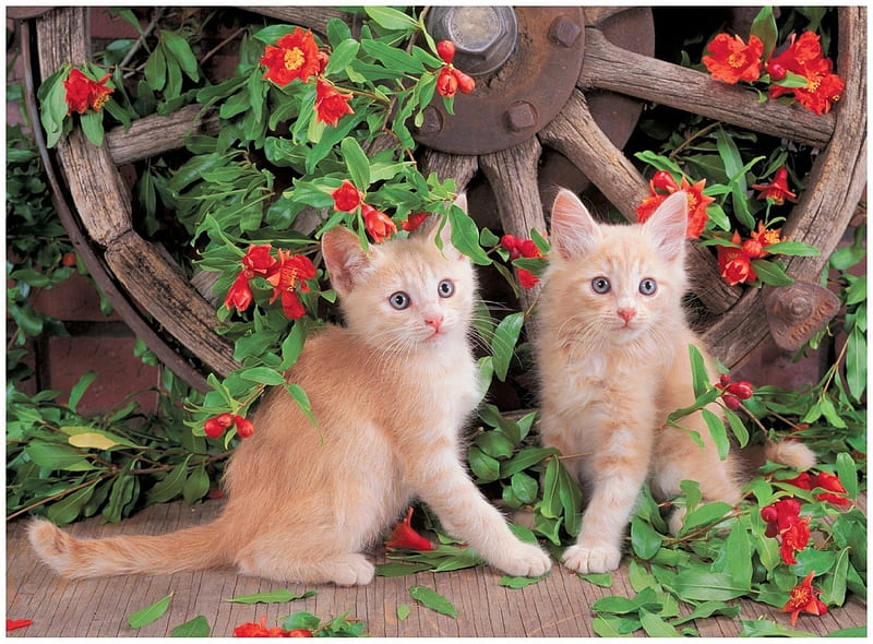 Kittens, red, green, garden, flower, cat, pisici, kitten, couple, cute, HD wallpaper