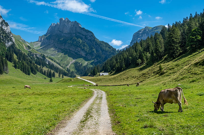 Animal, Cow, Alps, Mountain, Pasture, HD wallpaper