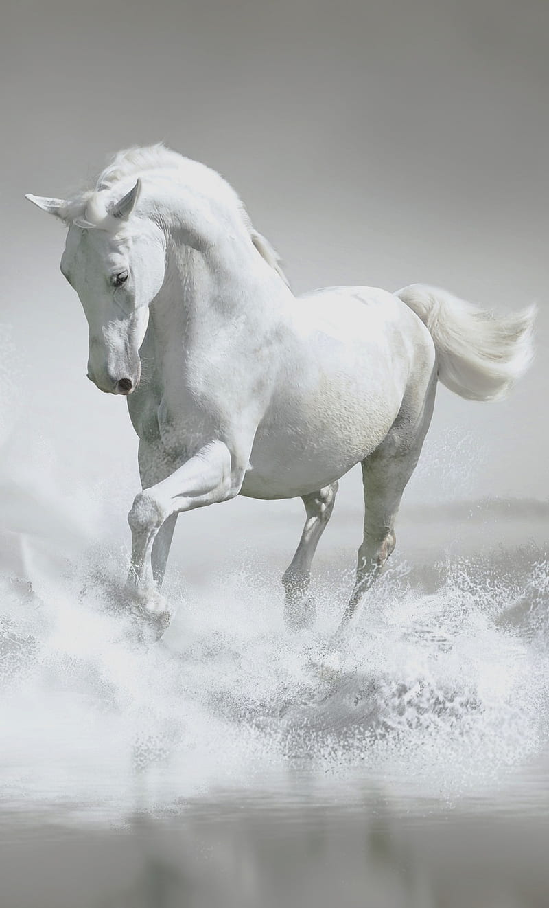 White Horse, HD phone wallpaper | Peakpx